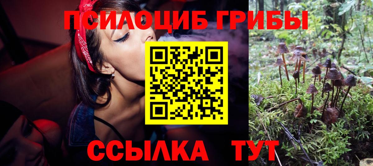 Вольск  Галлюциногенные грибы Psilocybine cubensis  Вход с VPN 